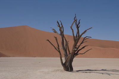 Bare tree on sand dune against clear sky