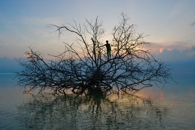 Tree by lake against sky during sunset