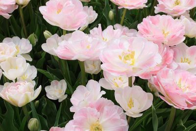 Close-up of pink flowers