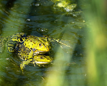 High angle view of frog swimming in lake