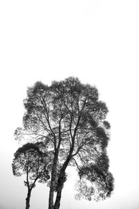 Low angle view of bare tree against clear sky