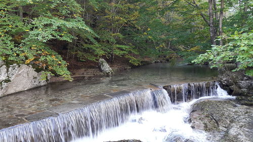 Scenic view of waterfall in forest