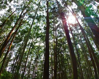 Low angle view of sunlight streaming through trees in forest