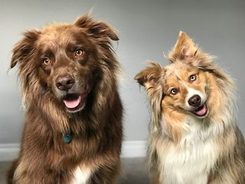 Portrait of dogs at home