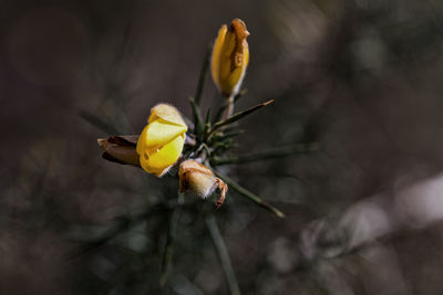 Close-up of insect on leaf