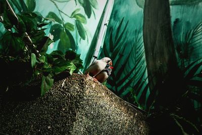 View of bird perching on plant