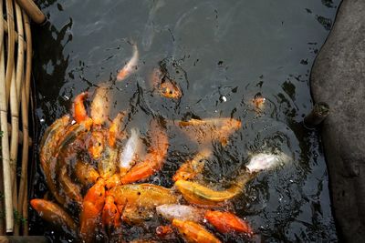 High angle view of koi in water