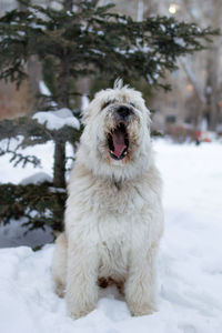 Portrait of long-haired south russian shepherd dog with opened mouth on a walk in a winter park.