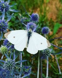 Close-up of butterfly on purple flower