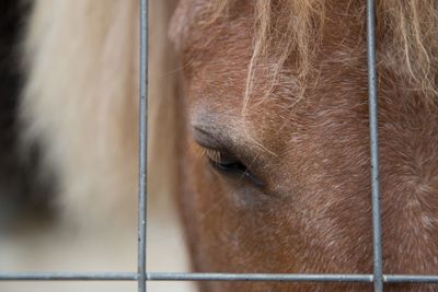 Close-up of horse