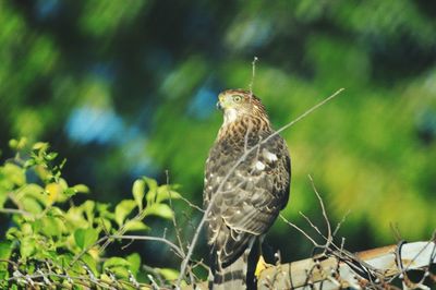 Close-up of bird perching on plant