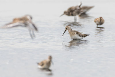 Ducks swimming in lake