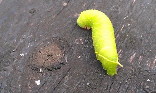 High angle view of leaf on land