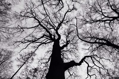 Low angle view of bare trees against sky