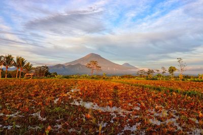 Scenic view of field against sky