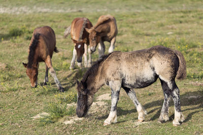 Horses grazing on field