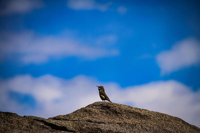 Low angle view of bird perching on rock against sky
