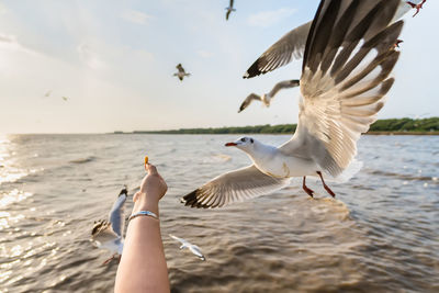 Seagulls flying over sea