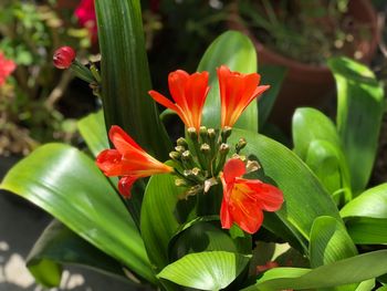 Close-up of red flowering plant