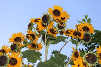 Low angle view of sunflower blooming against clear sky