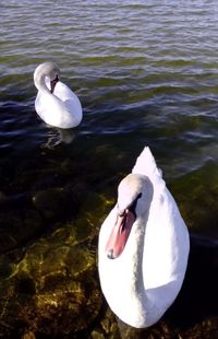 Swan floating on water
