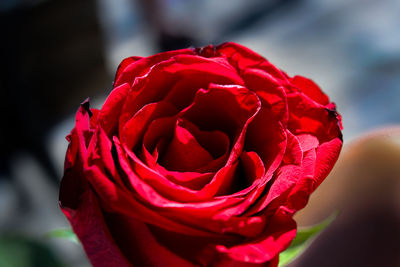 Close-up of red rose blooming outdoors