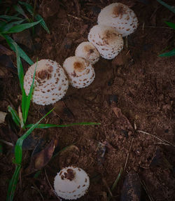 High angle view of mushrooms growing on field