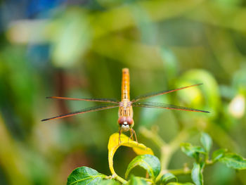 Close-up of dragonfly perching on plant