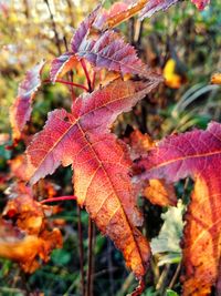 Close-up of maple leaves on plant