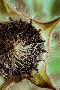 Close-up of cactus plant