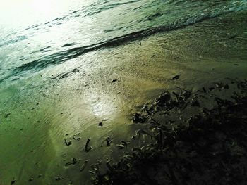 High angle view of turtle in water