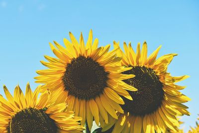 Close-up of sunflower