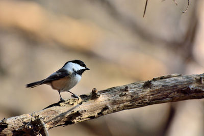 Bird perching on a tree