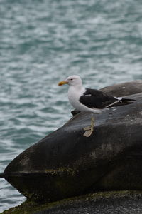 Close-up of bird