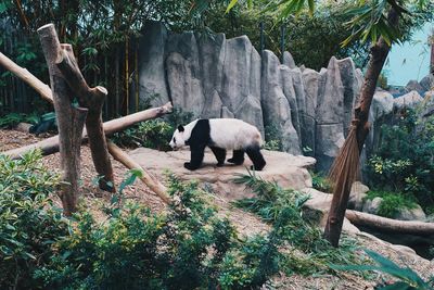 View of a sheep in the forest