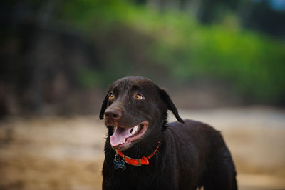 Close-up of black dog sticking out tongue outdoors