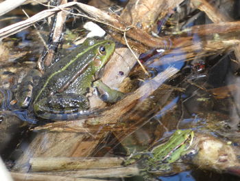 High angle view of frog in water