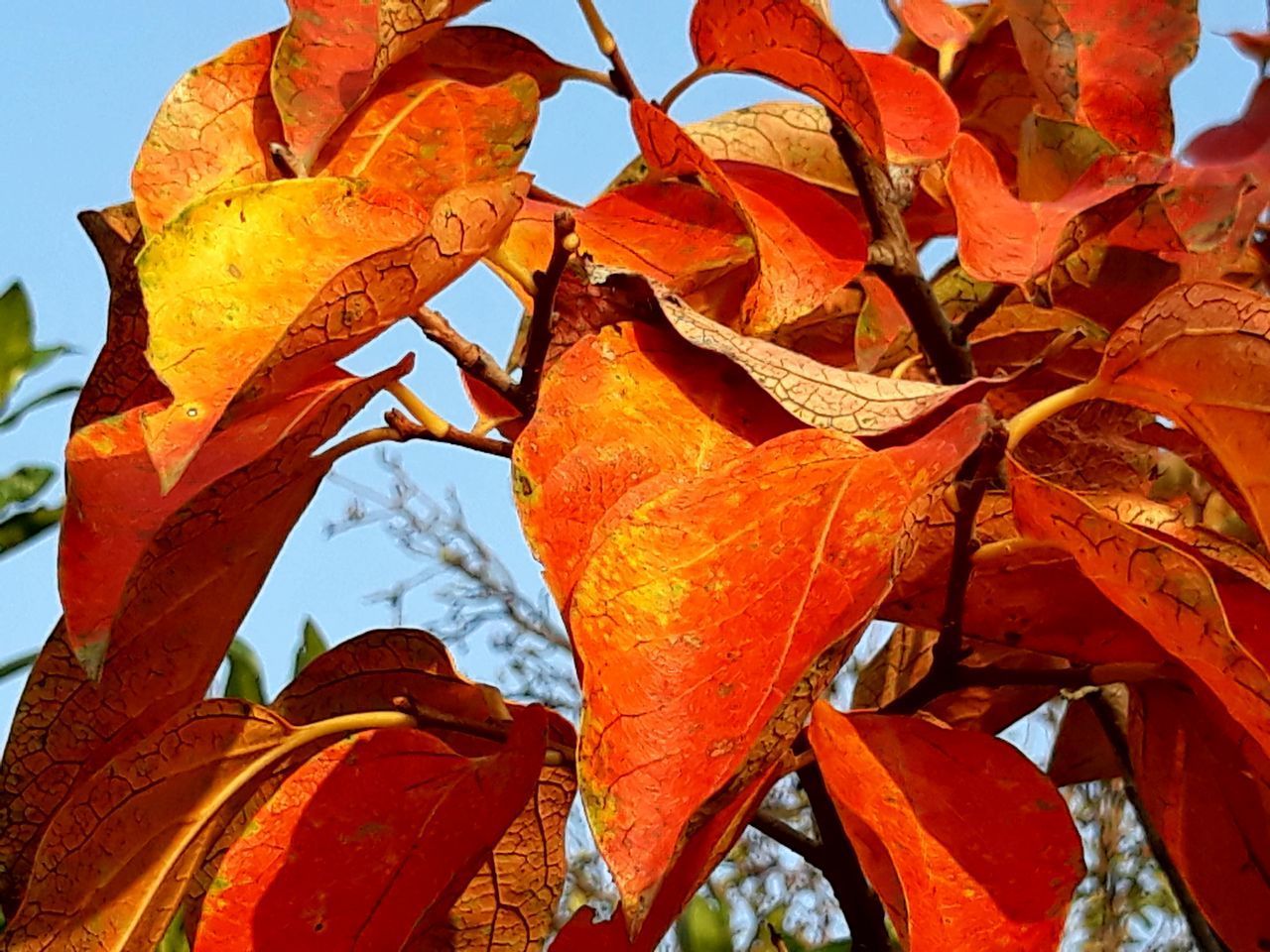 CLOSE-UP OF AUTUMNAL LEAVES