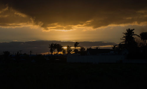 Silhouette trees and plants against sky during sunset