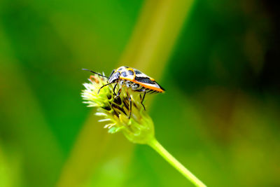 Close-up of insect on flower