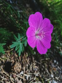 Close-up of pink flower