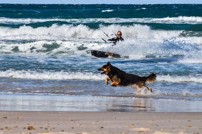 Dog on beach by sea