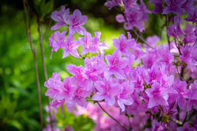 Close-up of pink flowering plant
