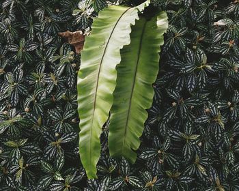 High angle view of fresh green plants