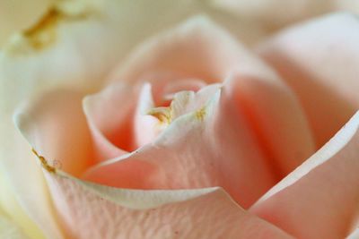 Close-up of white rose