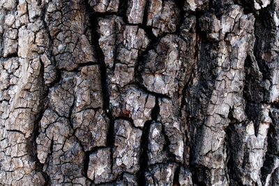 Full frame shot of tree trunk
