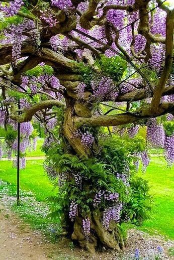 growth, flower, beauty in nature, nature, purple, tree, freshness, plant, green color, tranquility, tree trunk, park - man made space, field, tranquil scene, fragility, grass, branch, day, growing, outdoors