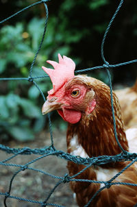 Close-up of a rooster