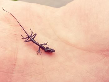 High angle view of insect