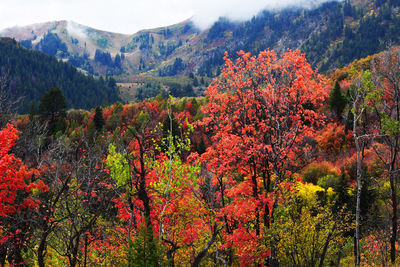 Scenic view of trees in forest during autumn